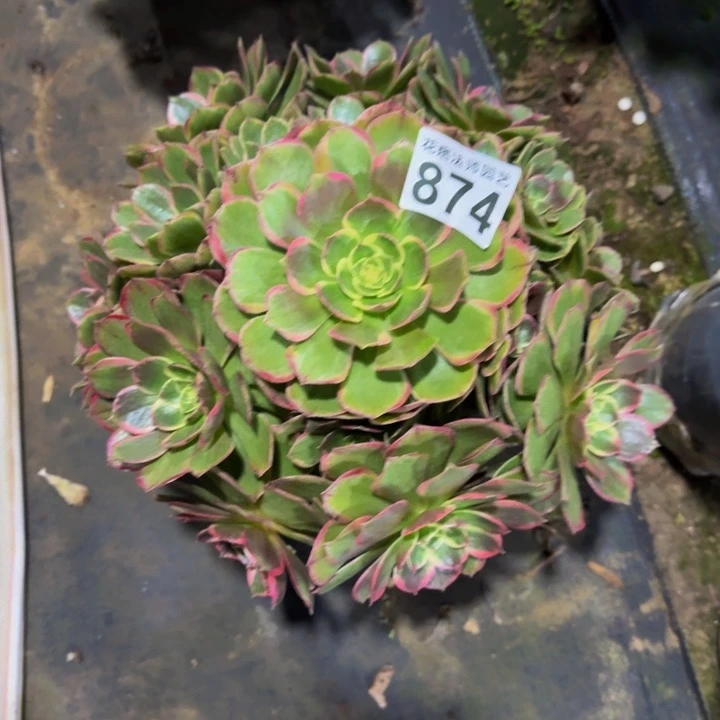 粉花妖874000000000