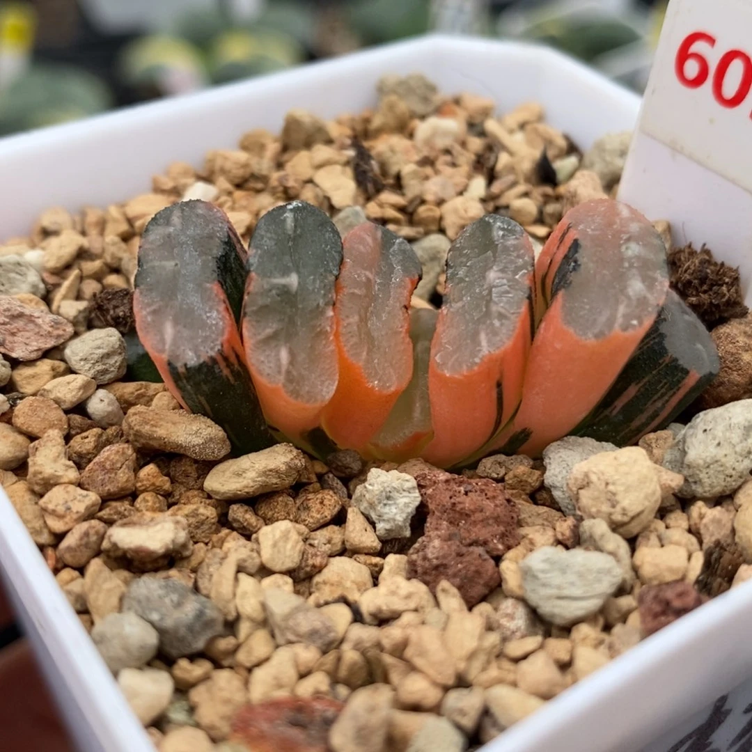 603隼×玄武玉扇锦