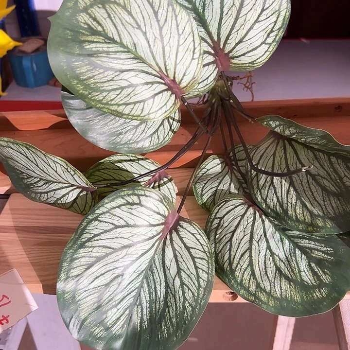 拍品大福利大恶极