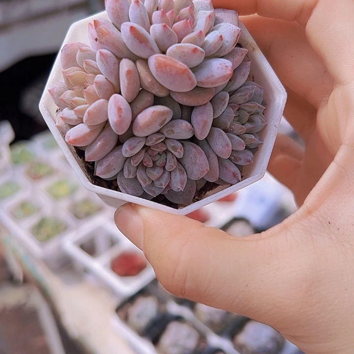 星星橙群带盆19包邮