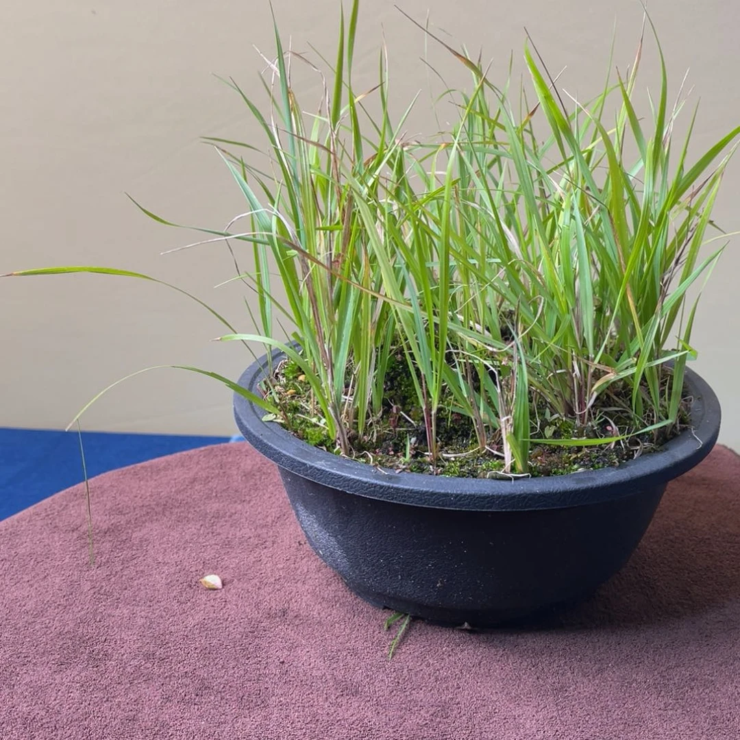 完全开放盆栽植物