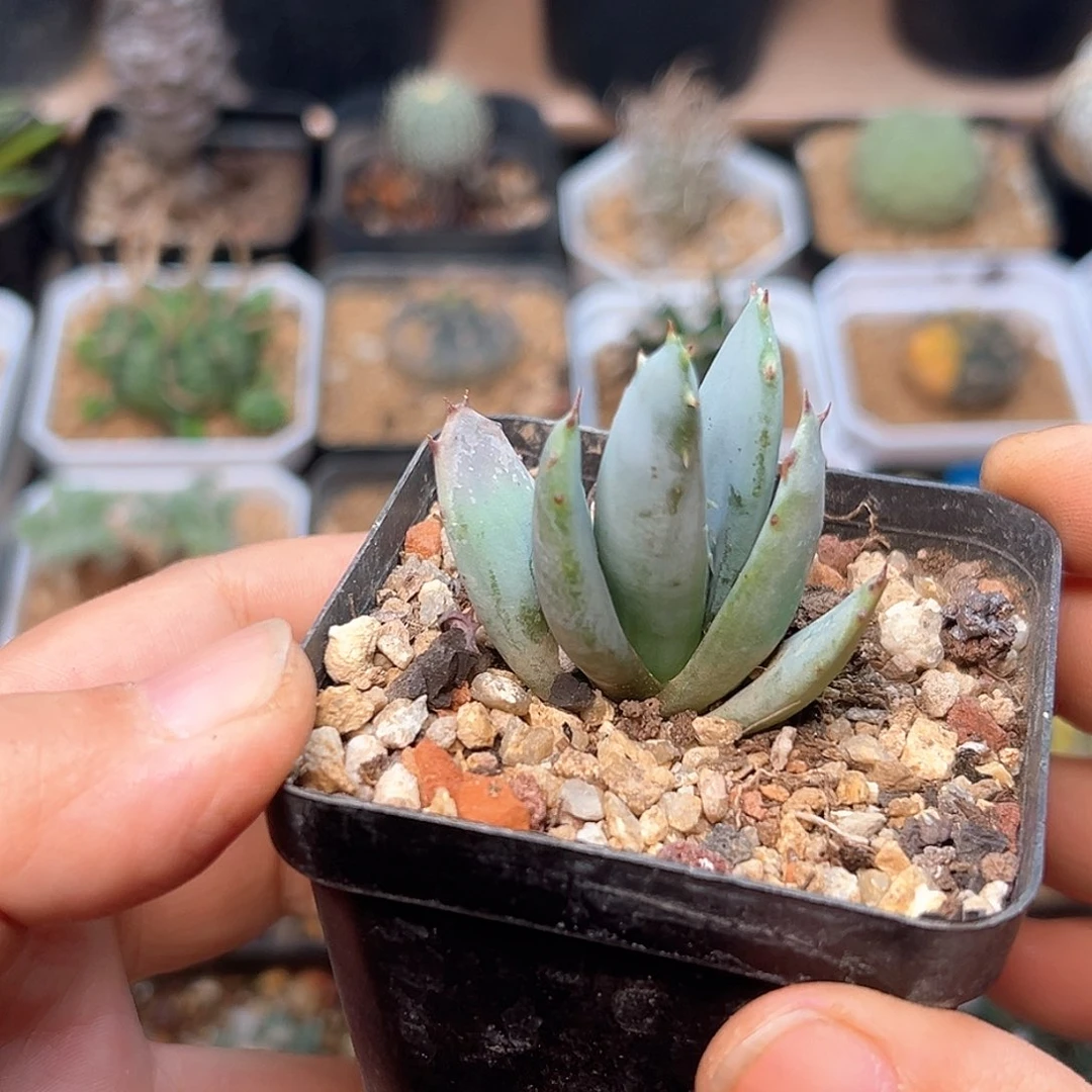 无花朵柏加芦荟一颗