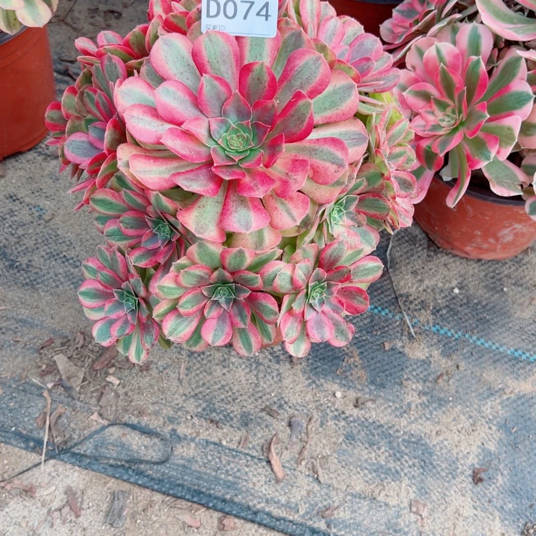 074雨荷多肉植物法师