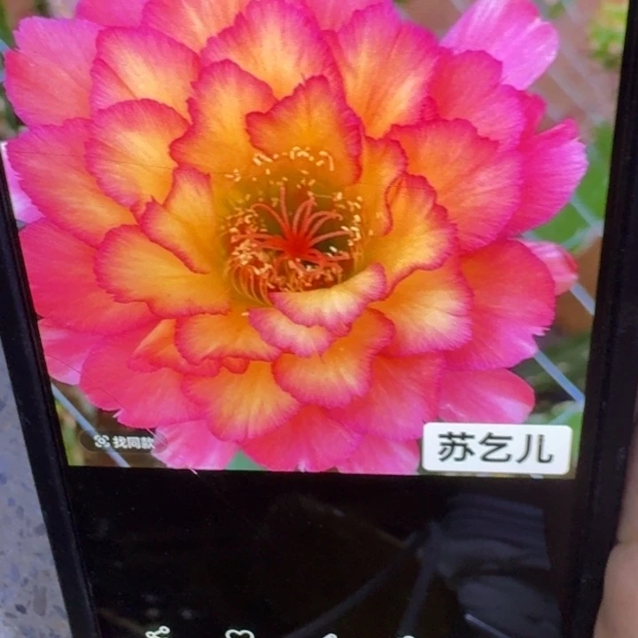 47毛花柱苏乞儿歪3公分左右无根侧牙，20包邮