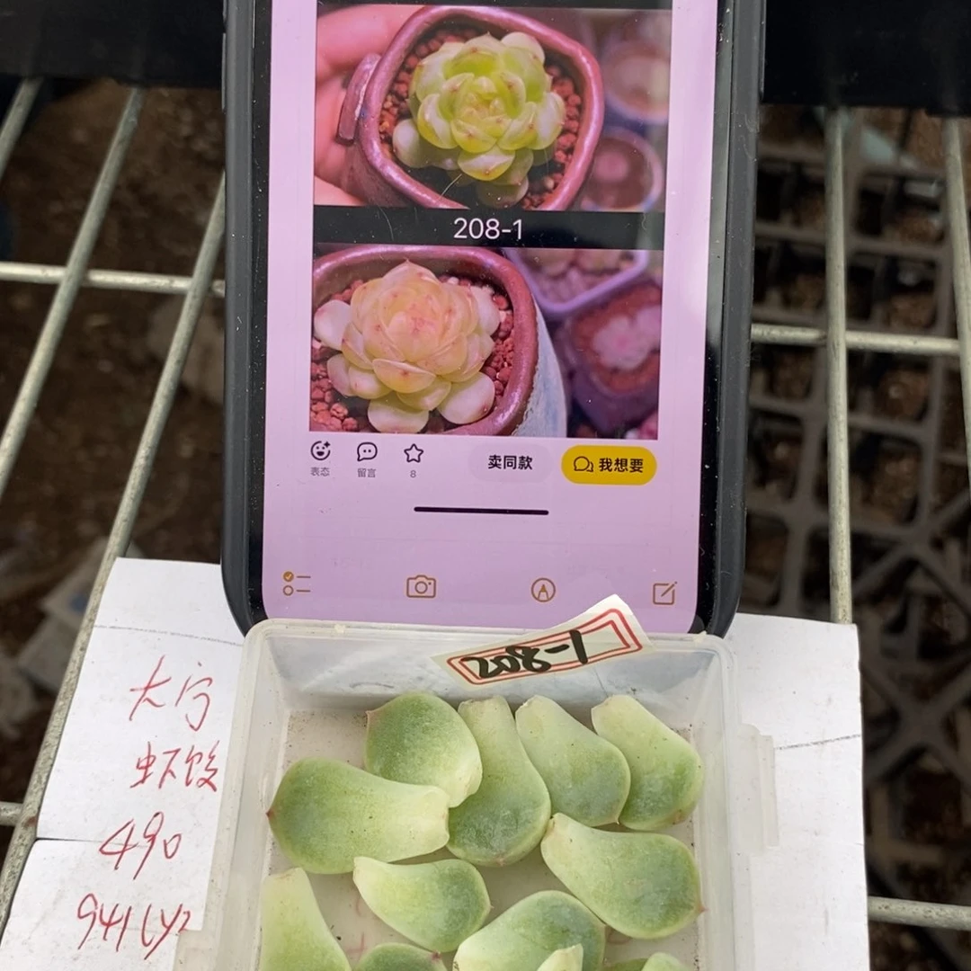 甜心208-1叶片一个