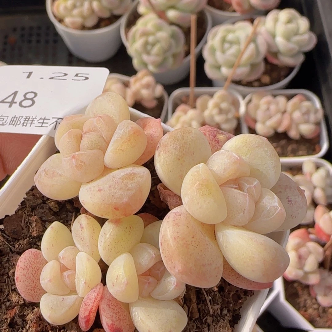 四头老桩冰玉一颗脱土