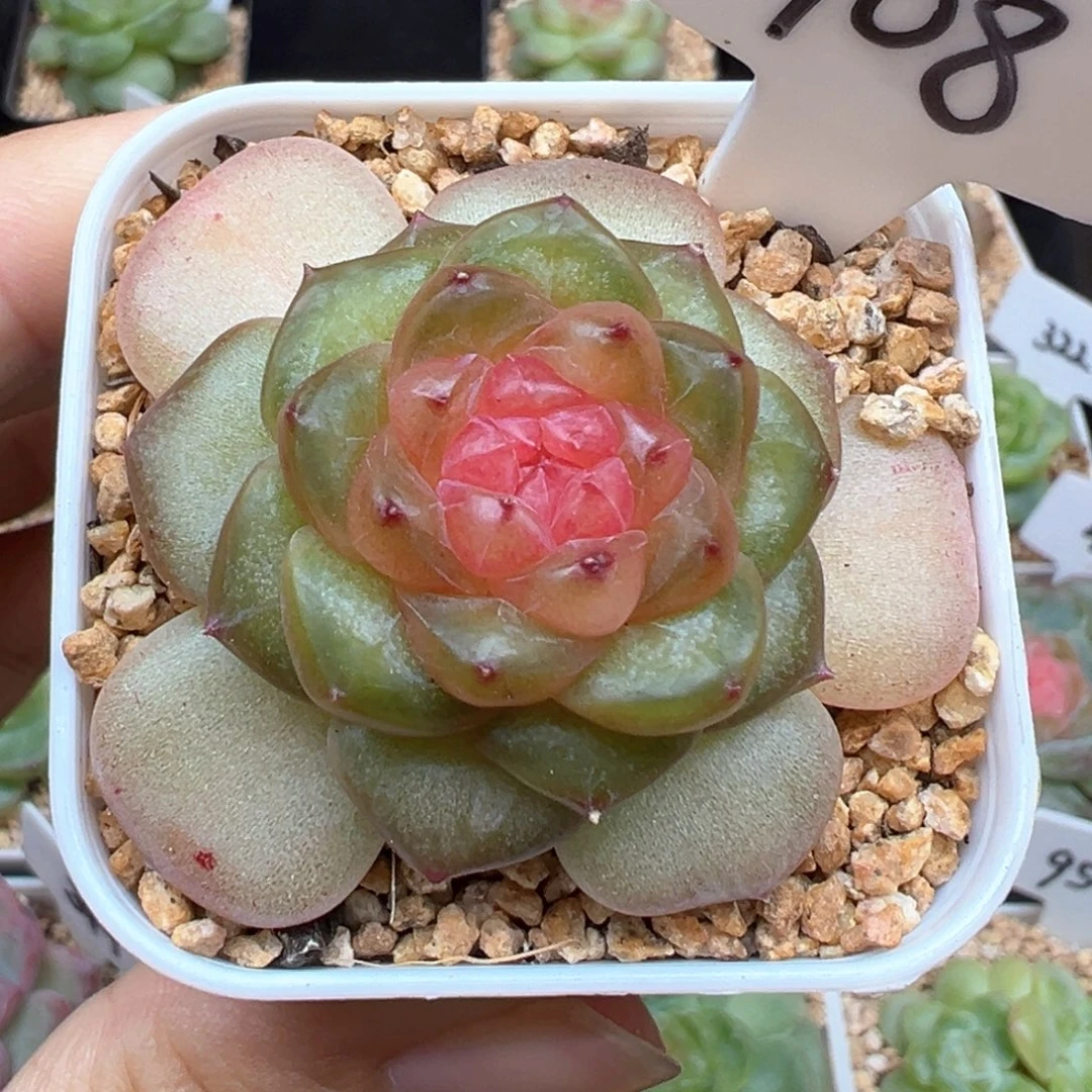 108号青提软糖 晗雨多肉