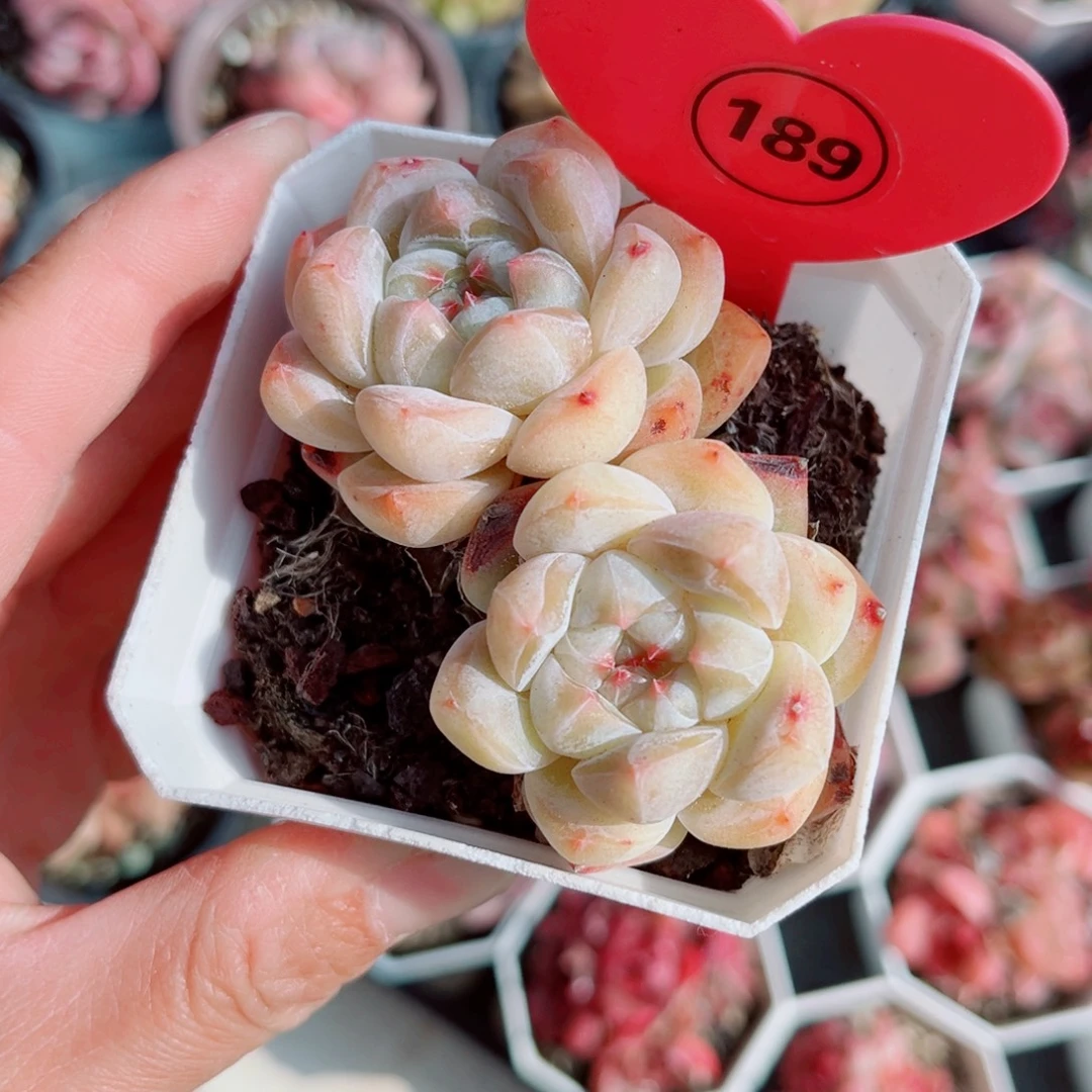 ****犀189号小老桩糖心双头