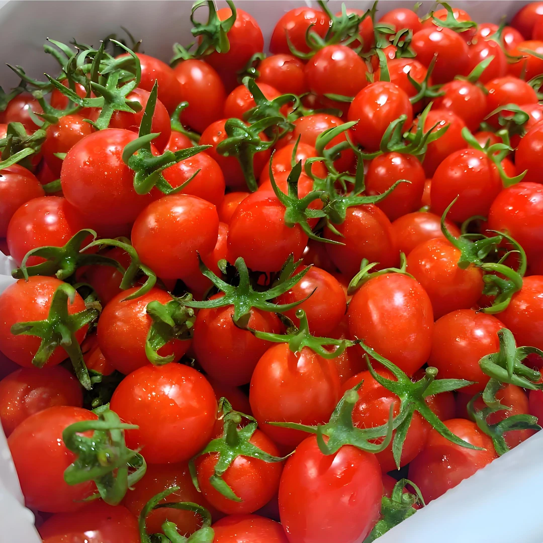 千禧小番茄 盒装 1斤番茄同城配小玲珑云南省昆明市