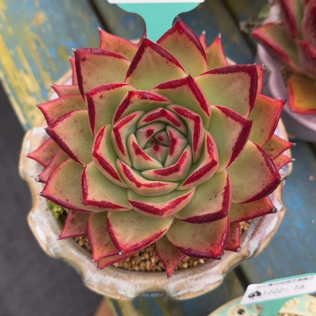 从前慢多肉精选编号1222.19