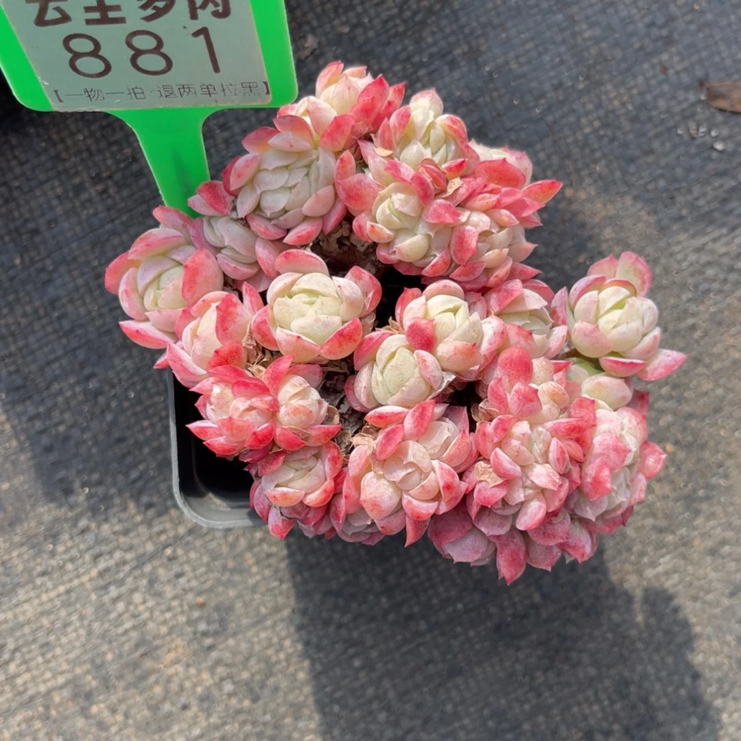 钱***钱云尘多肉一物一拍881