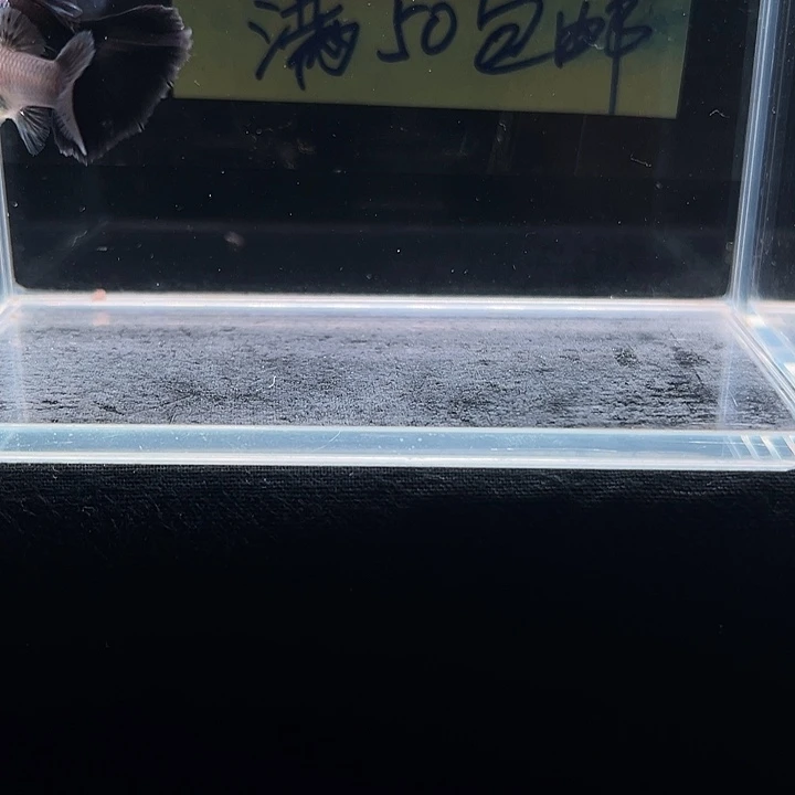 孔雀鱼艾尔银黑尾