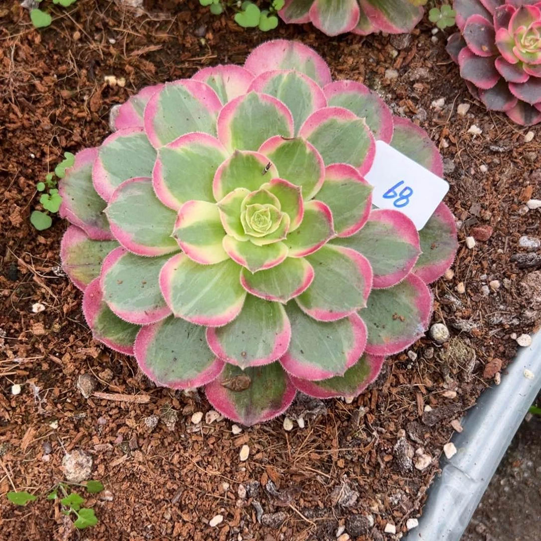 68粉玉芙绒duorouzhi