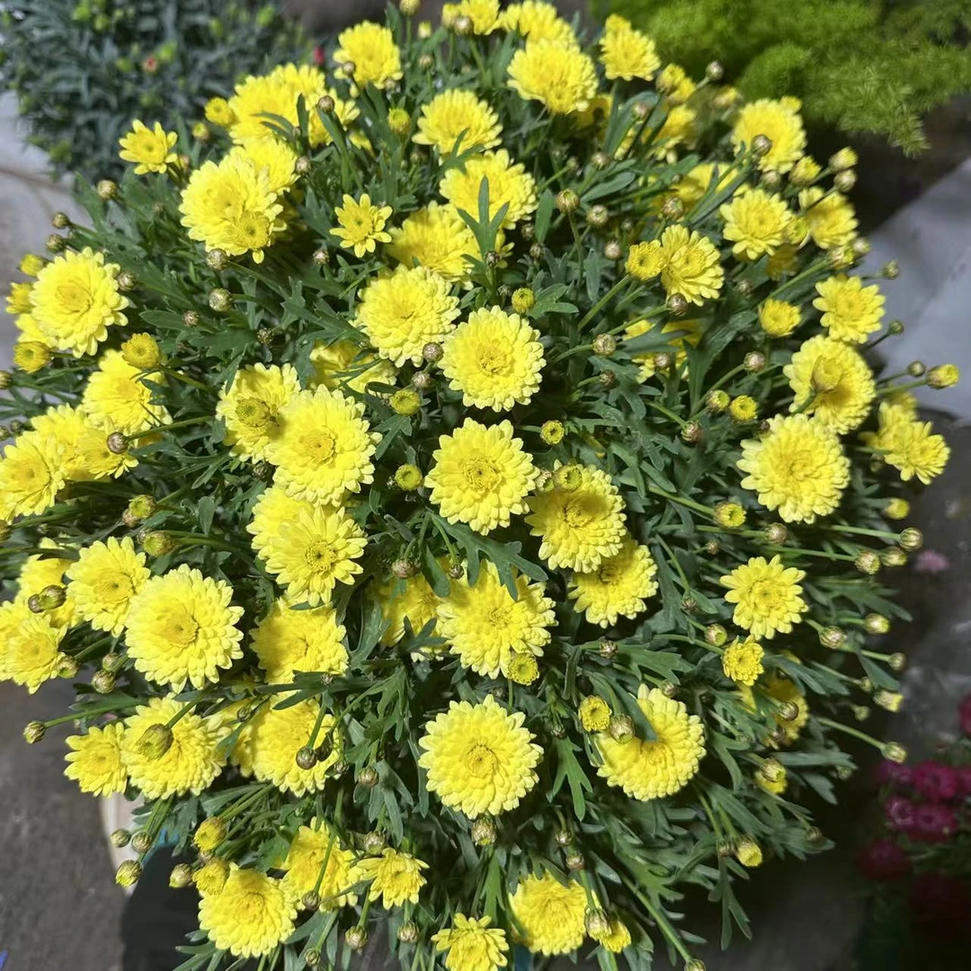 黄色玛格丽特1.5加仑菊花盆栽易爆花发货快新手易养护喜阳植物