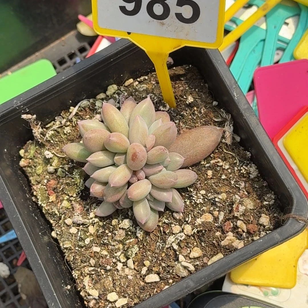 多肉植物红体哥特群985