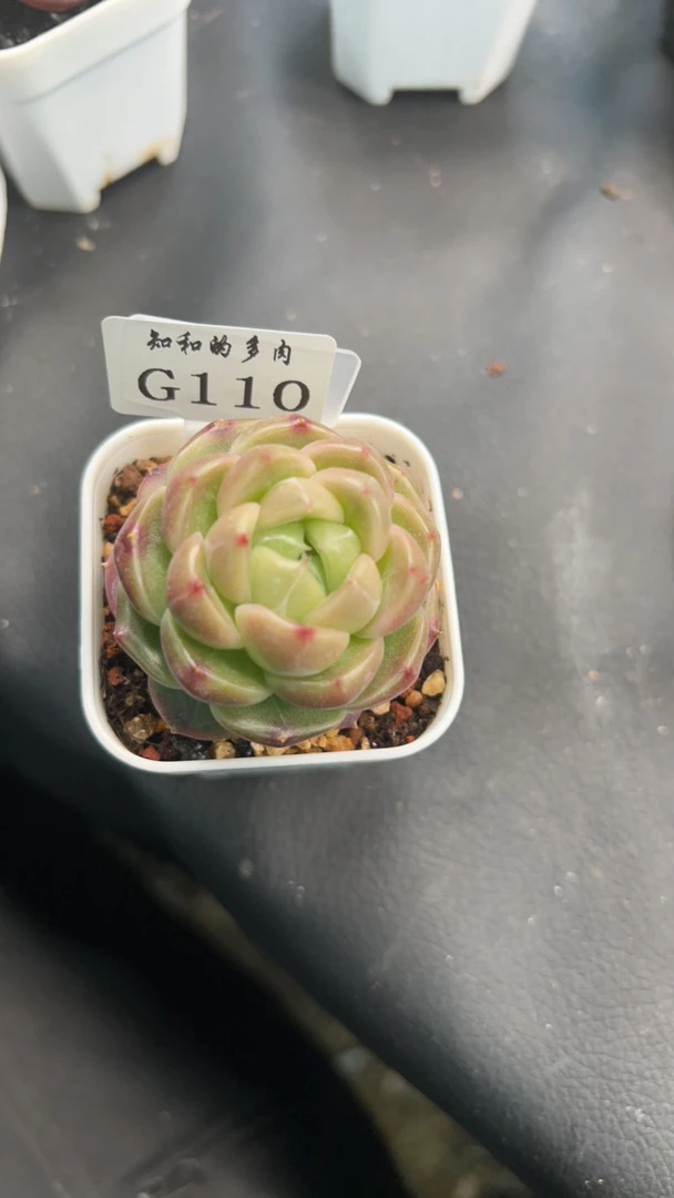 知和的多肉G110专拍链接