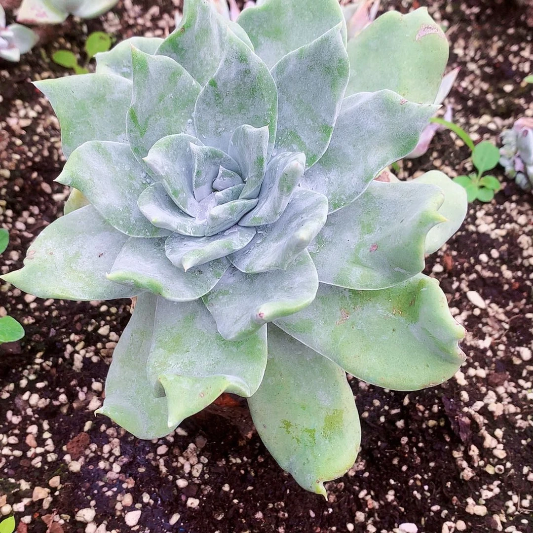 558普西菲克仙女杯多肉