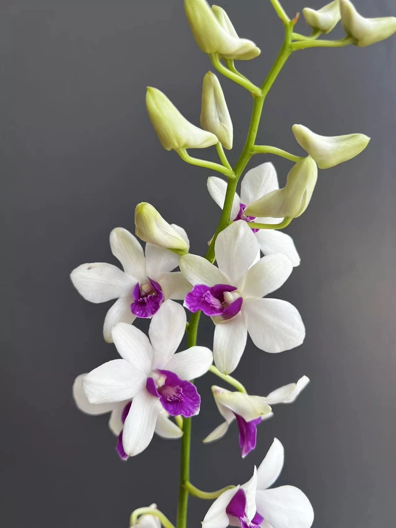 小白脸秋石斛兰室内外养殖兰花盆栽带花苞花期超长好养植