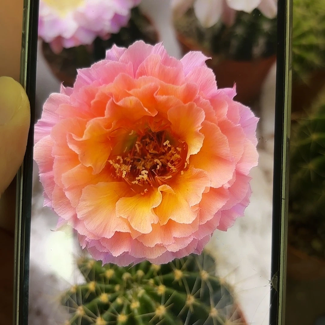 彩草青鸾火凤5.5公分左右