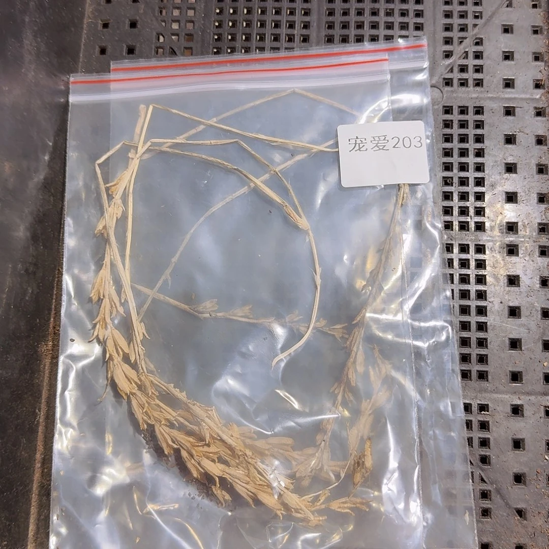 直播福利一物一拍203