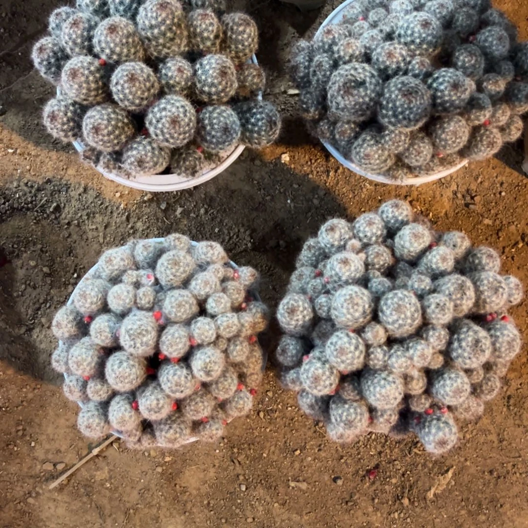 松霞实生大随机一颗