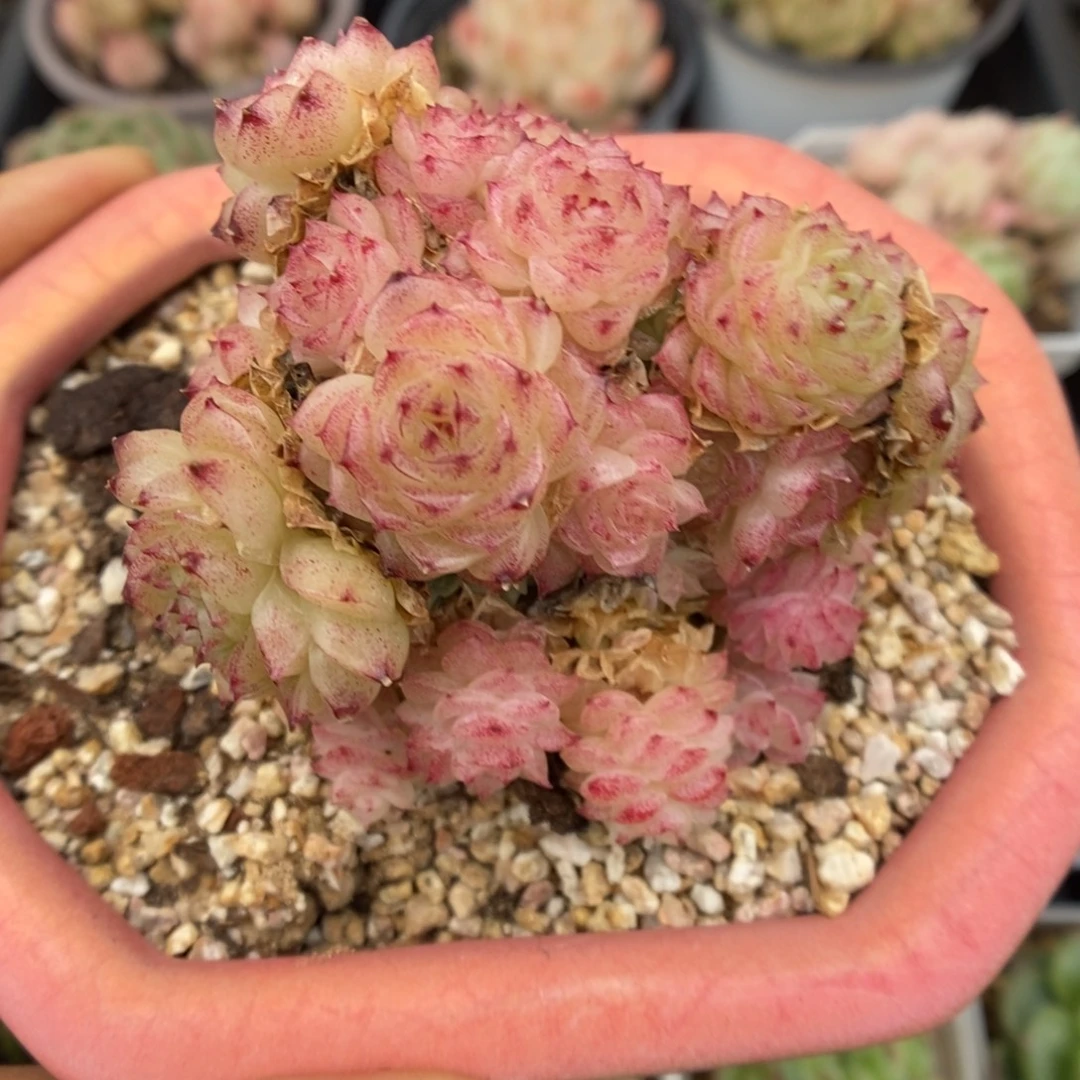 粉朵朵麦秆749号。