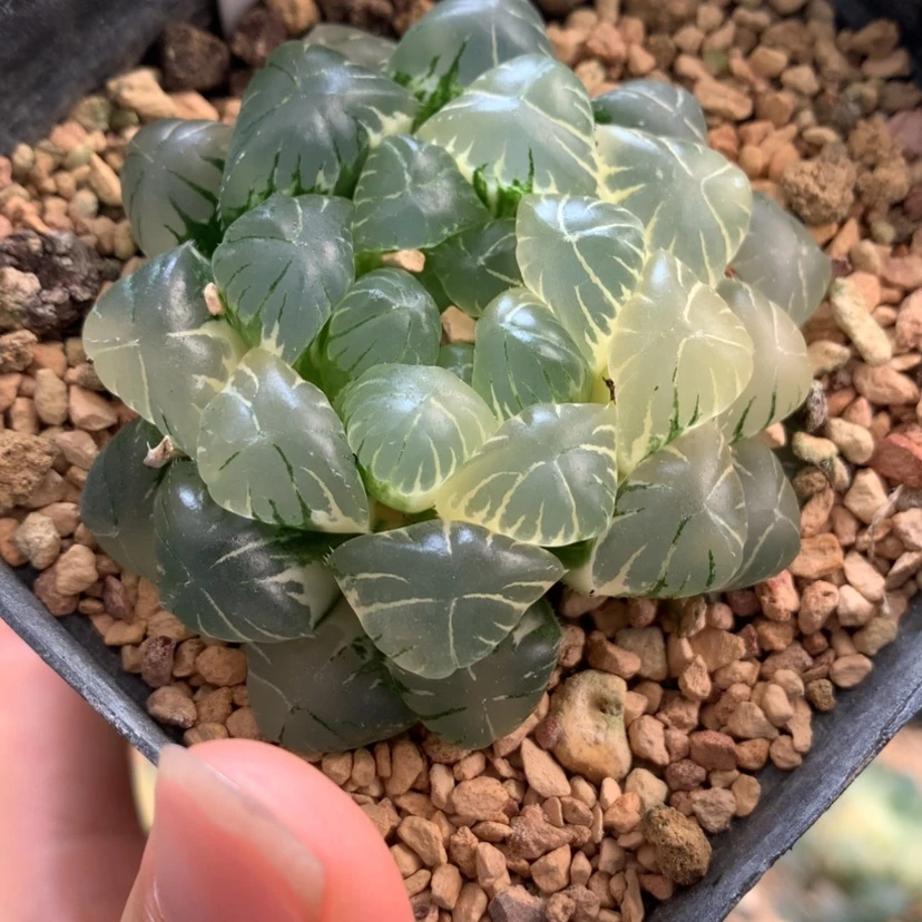 【闪购商品】413湖水玉露