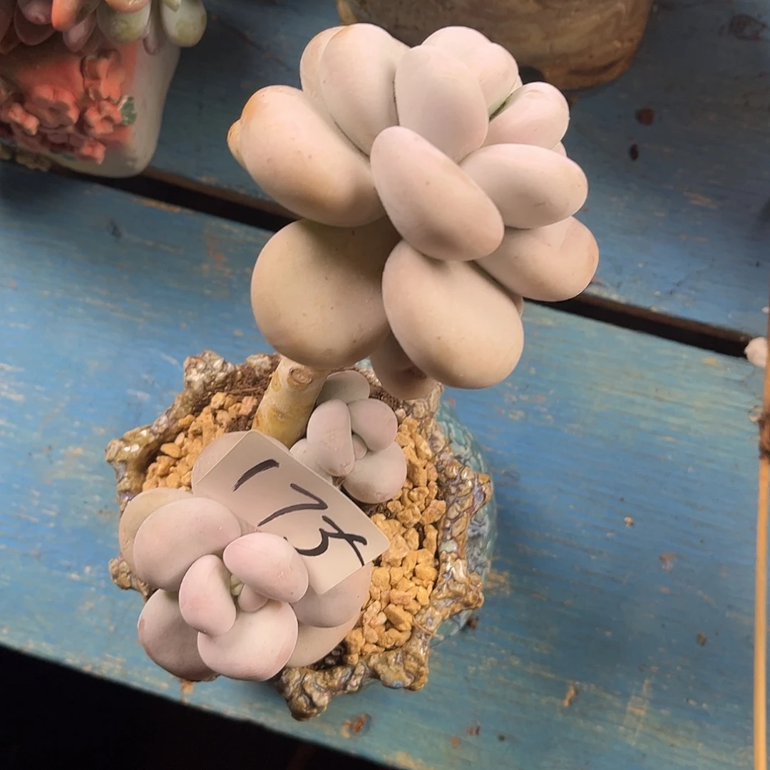 文***哒奶酪175号多肉植物精品
