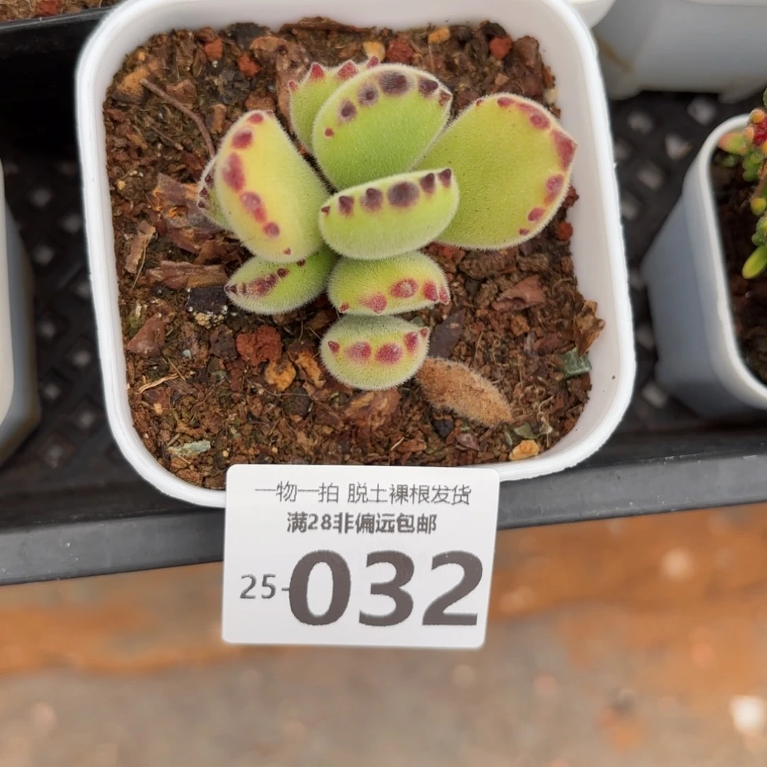 熊童子多肉多肉多肉