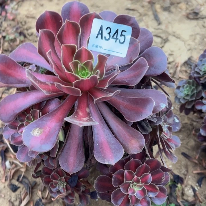 花娜多肉植物345.