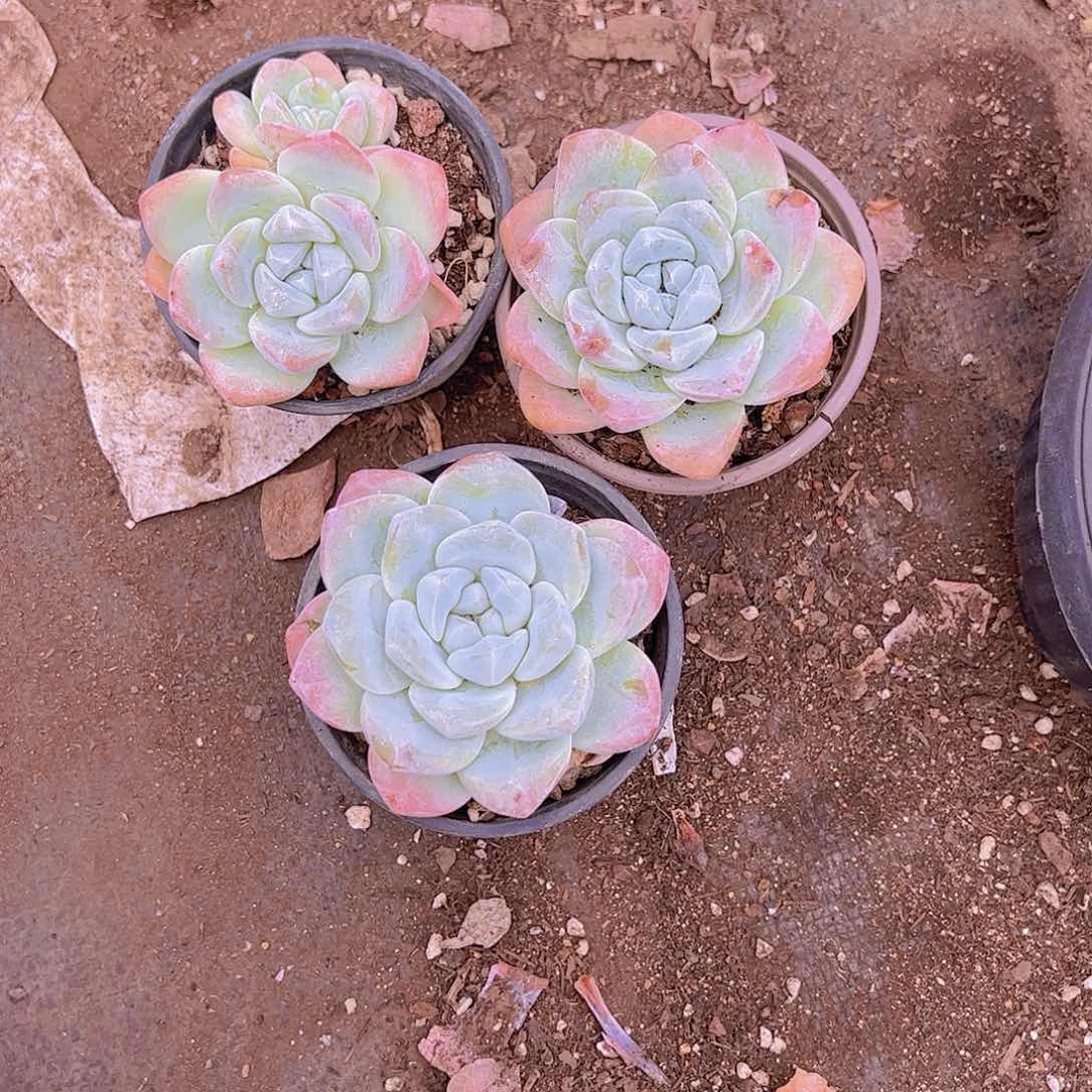 冰玉大单头精品三盆