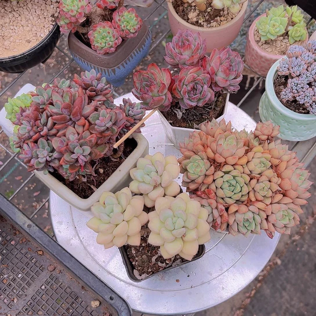 叮当999999999999999999999