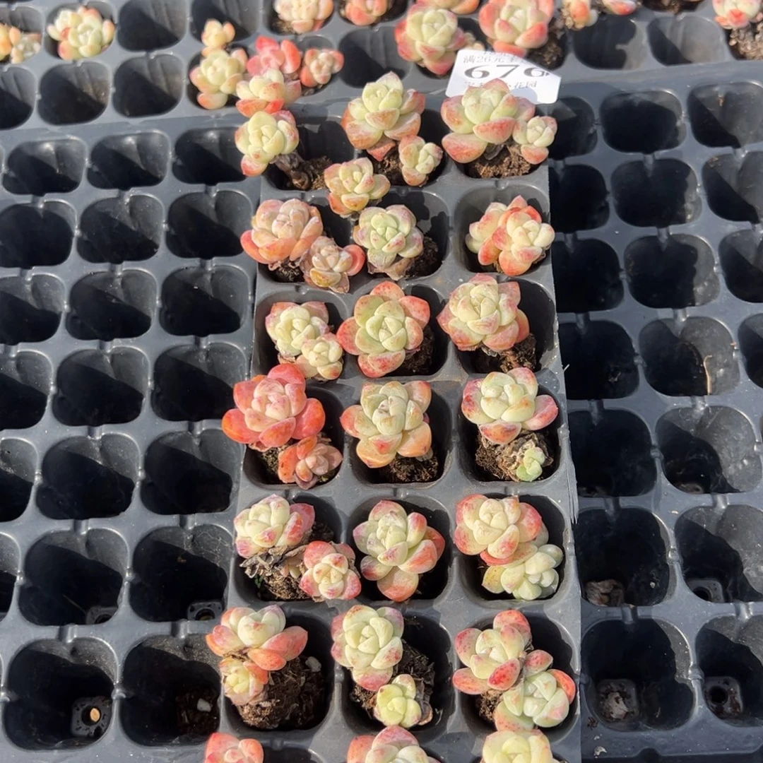 676号 冰玉穴盘单双混搭 默认微瑕呲 不包整散 不售后