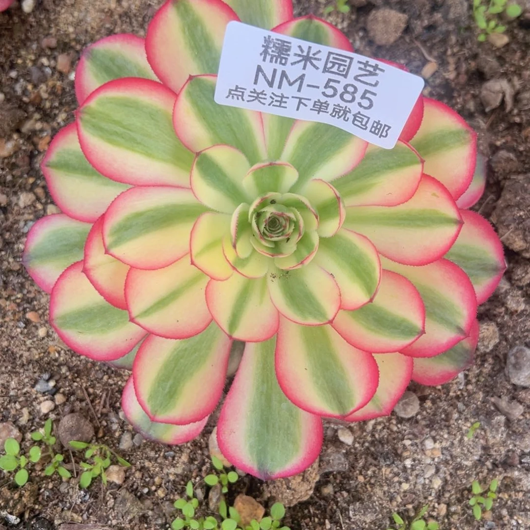 荔枝多肉植物585