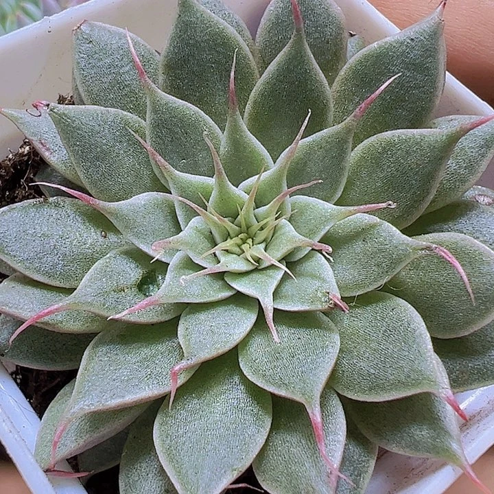 银星19包邮多肉植物多肉