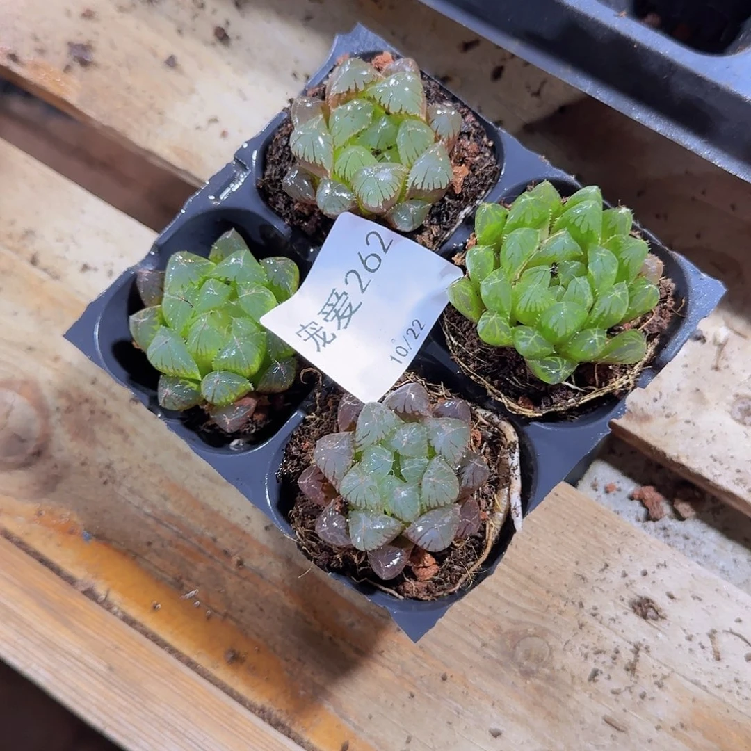 直播福利一物一拍262