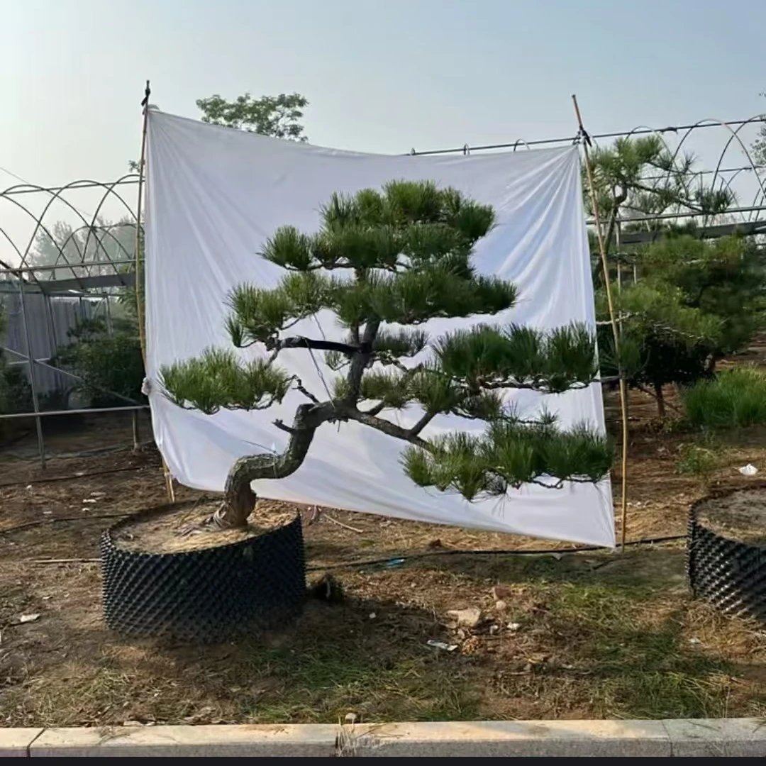 以直播间实物为准[一物一拍]精品临水造型黑松