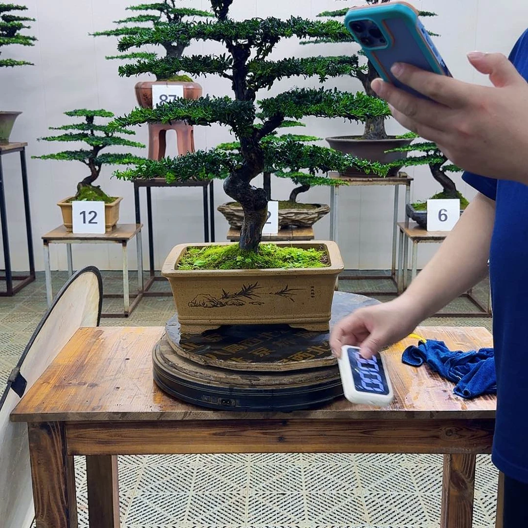 无花朵珍珠罗汉松造型盆景