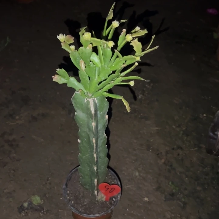 小***谢当前无花栽培后可以开花052  90