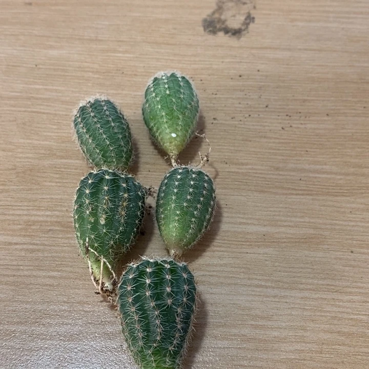 实生彩草小苗2公分，5个