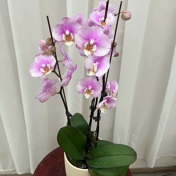 蝴蝶兰（闪边安娜）开花福利