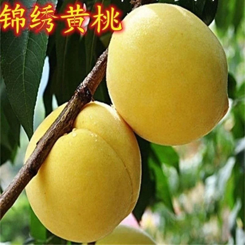 锦绣黄桃树苗湖南嫁接桃树苗黄桃树离核桃树苗盆栽地栽当年结果苗