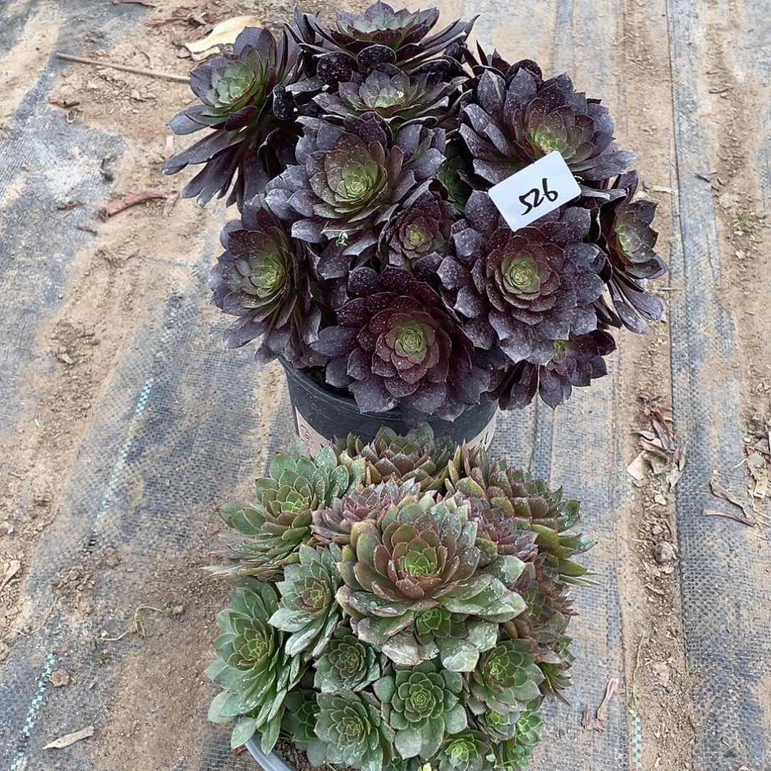 526法师植物组合