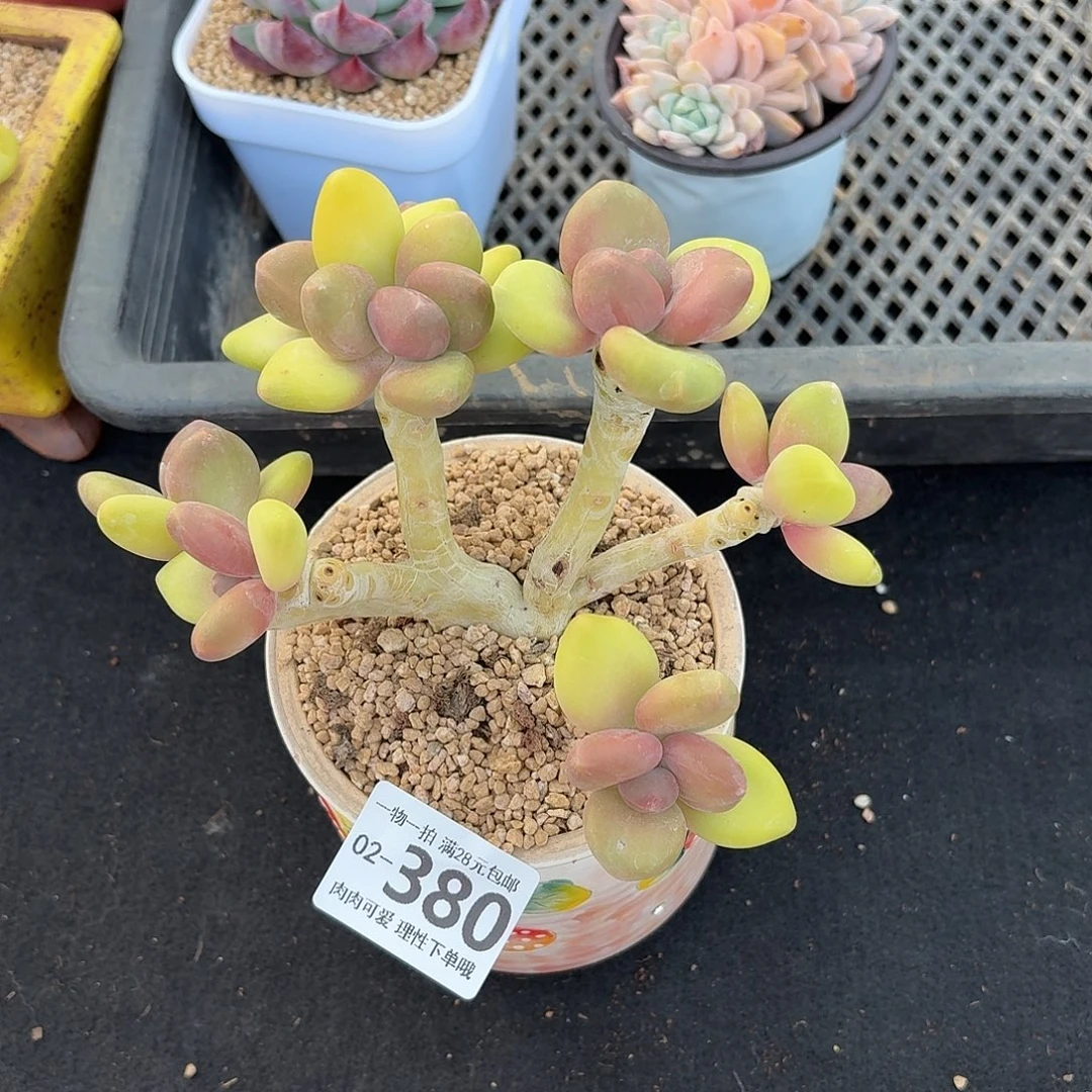 Kk奶无盆土发货无