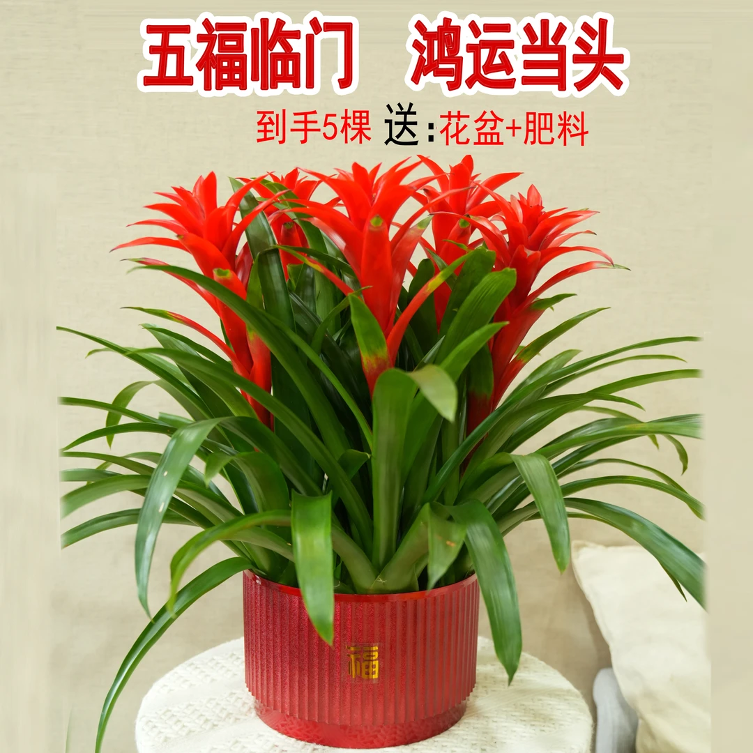 【5棵+送花盆+送肥料】鸿运当头大型盆栽绿植好养客厅美观大红星