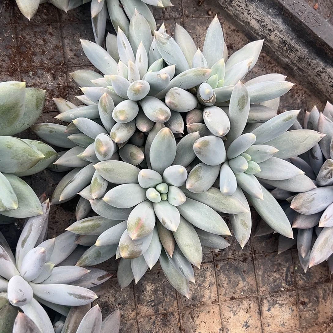 【闪购商品】手捧加缀