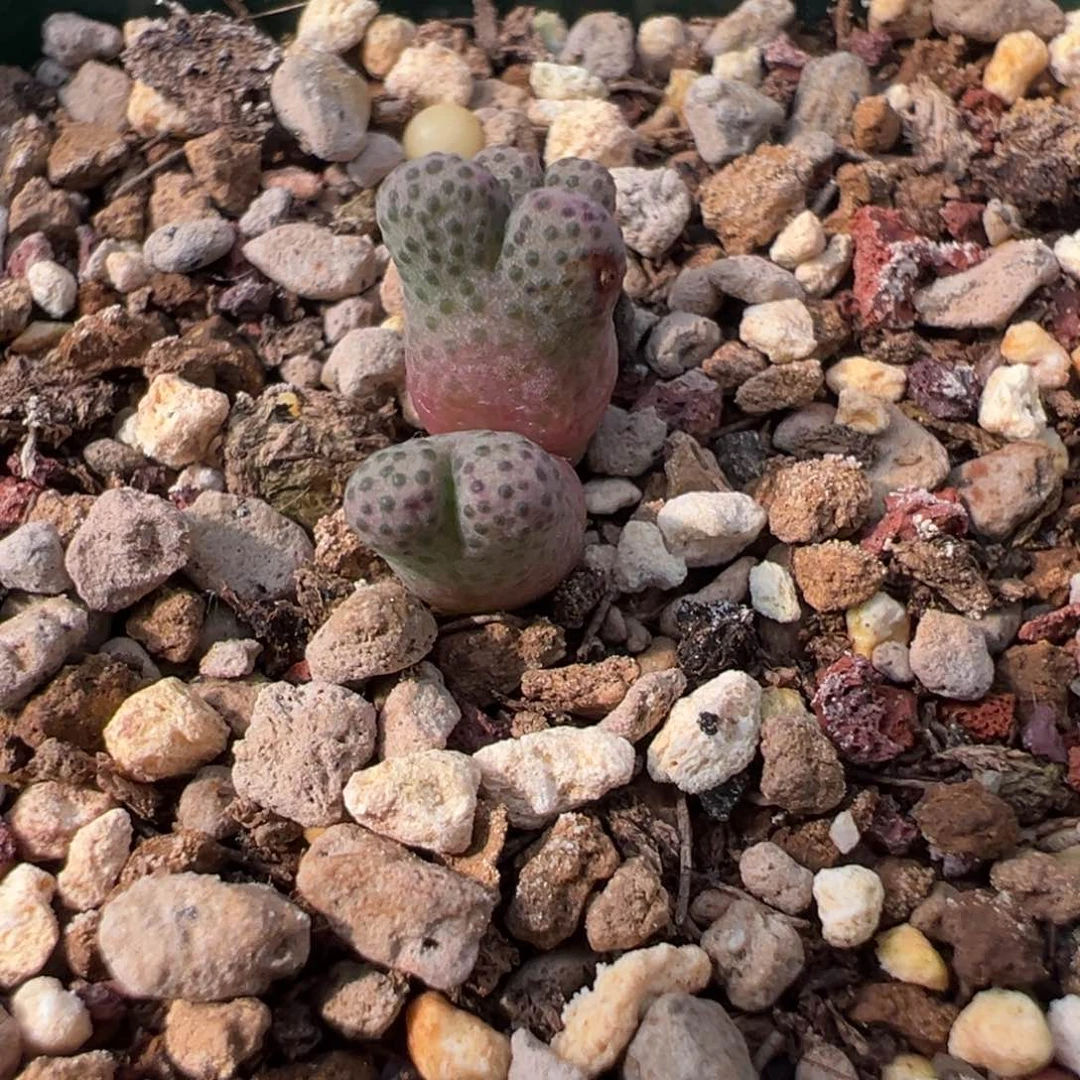 989  捡漏场三头