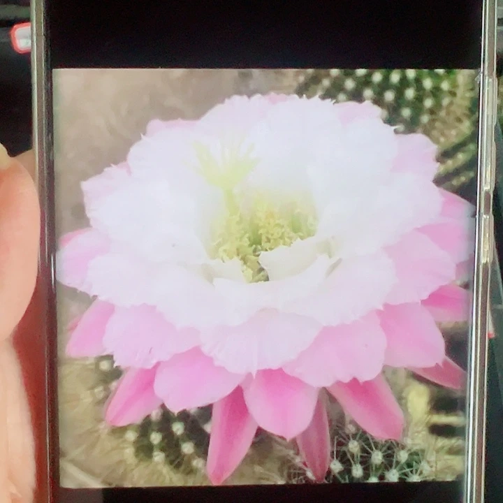 毛花柱白雪公主侧芽拍一发二