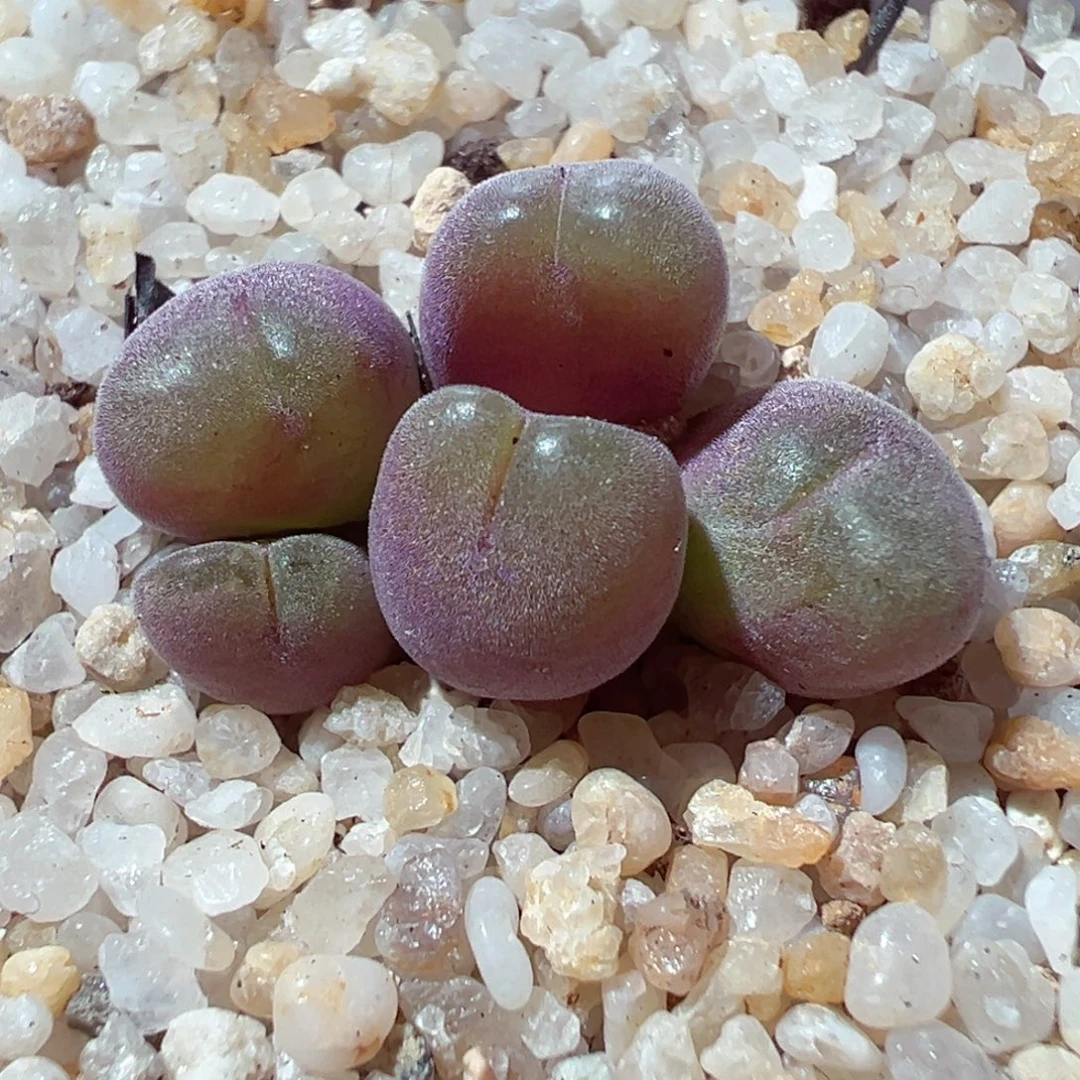 101-234多肉多肉翠滴玉