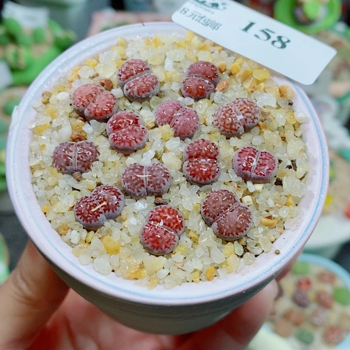 生石花花花花花花158